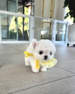 TOBY - MALE (PURCHASED by SAM) - Image 2