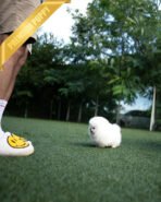 TAYLOR - MALE (PURCHASED by NICOLE) - Image 4