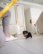 ZIGGY - MALE (PURCHASED by ANONYMITY) - Image 5