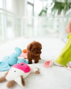 STELLA - FEMALE (PURCHASED by JESSICA) - Image 2