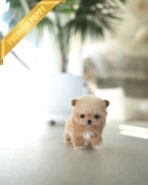 HENRI - MALE (PURCHASED by SARA) - Image 4