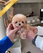 LYRA - FEMALE (PURCHASED by LULU) - Image 3