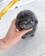 STERLING - MALE (PURCHASED by LEVY) - Image 2