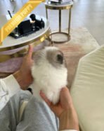 PUFFIN - FEMALE (PURCHASED by SWAN) - Image 6