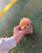 BELLA - FEMALE (PURCHASED by LAURA) - Image 5