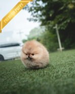 BUTTERS - FEMALE (PURCHASED by PETRINA)