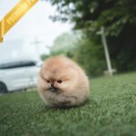 BUTTERS - FEMALE (PURCHASED by PETRINA)