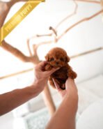 JACK - MALE (PURCHASED by TELLI)