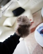 ROXIE- FEMALE (PURCHASED by JANG) - Image 4