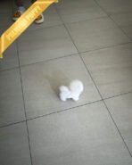 CHIP - MALE (PURCHASED by CATHERINE) - Image 7