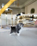 MILO - MALE (PURCHASED by AMIT) - Image 4