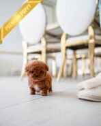 SIMON - MALE (PURCHASED by LOUIE) - Image 3