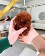 VELVET - FEMALE (PURCHASED by PRINCESS) - Image 5