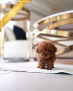 OLIVER - MALE (PURCHASED by DEBORA) - Image 3