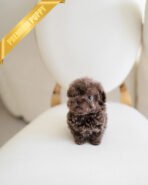 LOKI - MALE (PURCHASED by RIZZI)