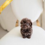 LOKI - MALE (PURCHASED by RIZZI)