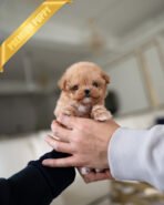 HAZEL & KELLY - FEMALE - Image 3