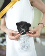 AMELIA - FEMALE (PURCHASED by LEROY)