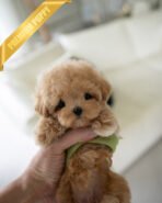 MONTY - MALE (PURCHASED by RT) - Image 4