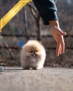 FERGUS - MALE (PURCHASED by CHARLES)