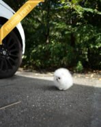 COCO - FEMALE (PURCHASED by MARTIN) - Image 5