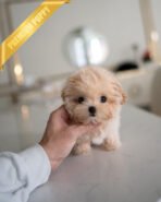 LALA - FEMALE (PURCHASED by CHLOE)