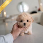 LALA - FEMALE (PURCHASED by CHLOE)