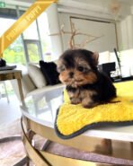 ZOEY - FEMALE (PURCHASED by ALMA) - Image 2