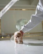 BREANA - FEMALE (PURCHASED by ROKHSAREH) - Image 5