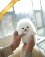 CLOUD - FEMALE (PURCHASED by ANONYMITY)