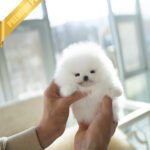 CLOUD - FEMALE (PURCHASED by ANONYMITY)