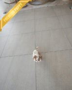 ARTHUR - MALE (PURCHASED by JULIE) - Image 6