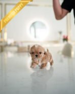 LALA - FEMALE (PURCHASED by KRISTEN) - Image 4