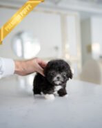 COCO - FEMALE(PURCHASED by LISA)