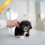 COCO - FEMALE(PURCHASED by LISA)