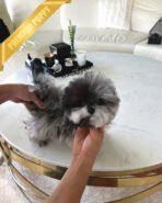 SULTAN - MALE (PURCHASED by CYNTHIA) - Image 2