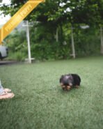 KOFI - MALE (PURCHASED by DOUGLAS) - Image 4