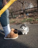 LUNA - FEMALE (PURCHASED by PABLO) - Image 4