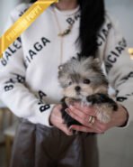 STELLA - FEMALE (PURCHASED by ALLA)