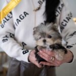 STELLA - FEMALE (PURCHASED by ALLA)