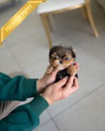 COOPER - MALE (PURCHASED by CHANTA)