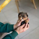 COOPER - MALE (PURCHASED by CHANTA)