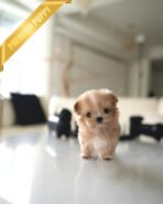 TOFFEE - FEMALE (PURCHASED by ALIREZA) - Image 3