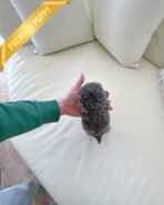 ONYX - MALE (PURCHASED by ANNIE) - Image 5