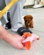 TIPPY - FEMALE (PURCHASED by SANDRA) - Image 4