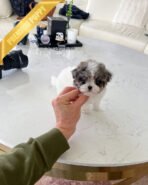 DOTTIE - FEMALE (PURCHASED by JAVIERA) - Image 4