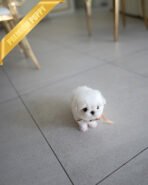 LUNA - FEMALE (PURCHASED by BLANCA) - Image 6