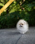 SANDY - MALE (PURCHASED by JOSELYN) - Image 6