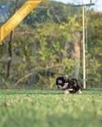 CALLI - FEMALE (PURCHASED by MARY) - Image 5