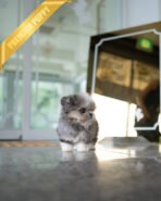 BENTLEY - MALE (PURCHASED by HEATHER) - Image 6